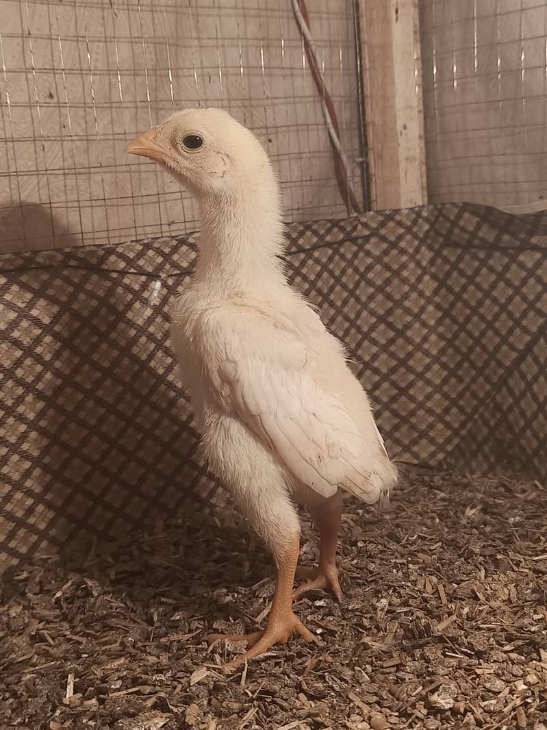 White o shamo / hens / male / chicks / eggs/ aseel / murga 0