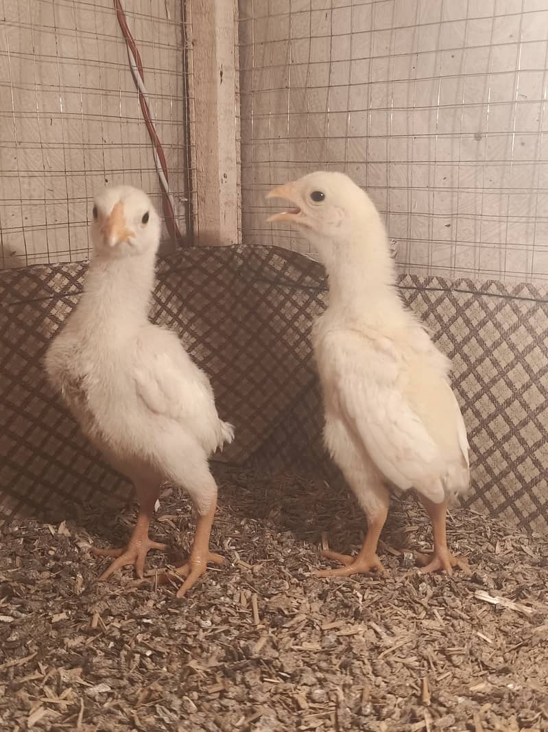 White o shamo / hens / male / chicks / eggs/ aseel / murga 1