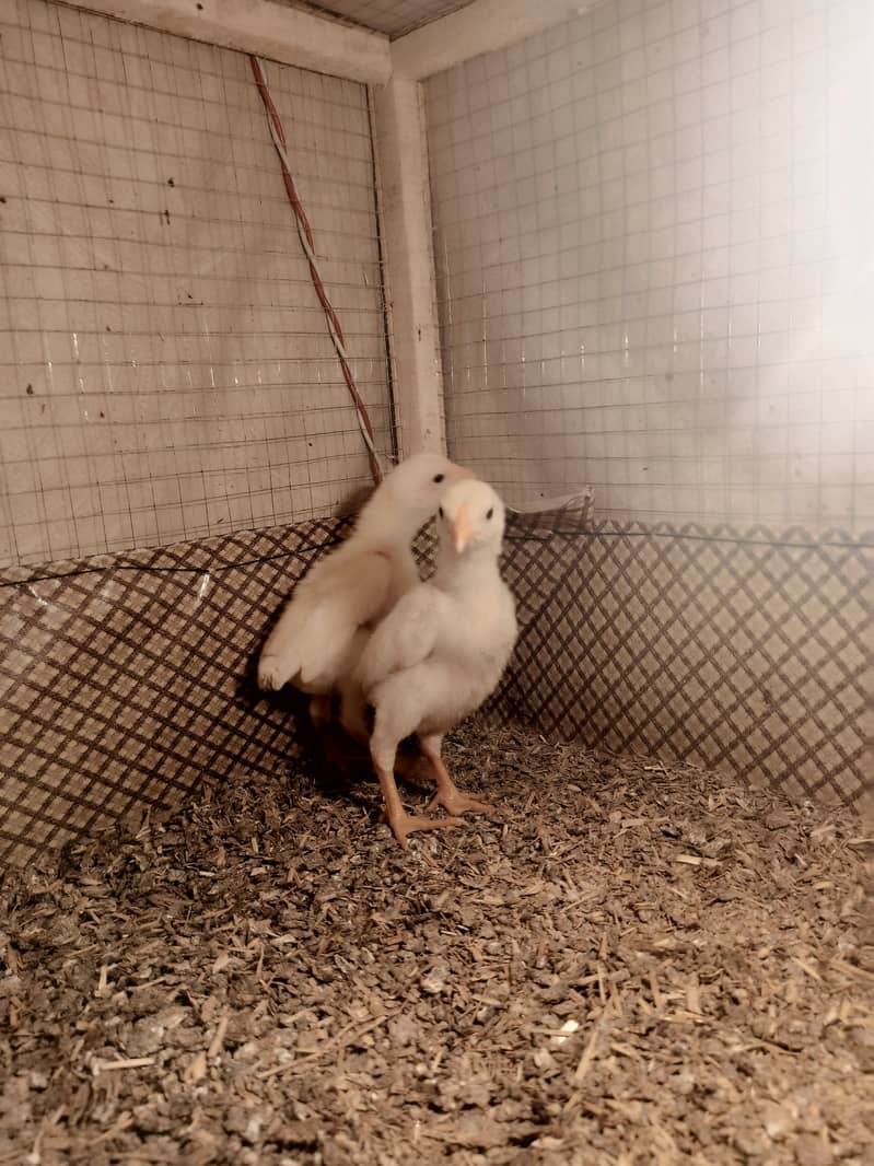 White o shamo / hens / male / chicks / eggs/ aseel / murga 2