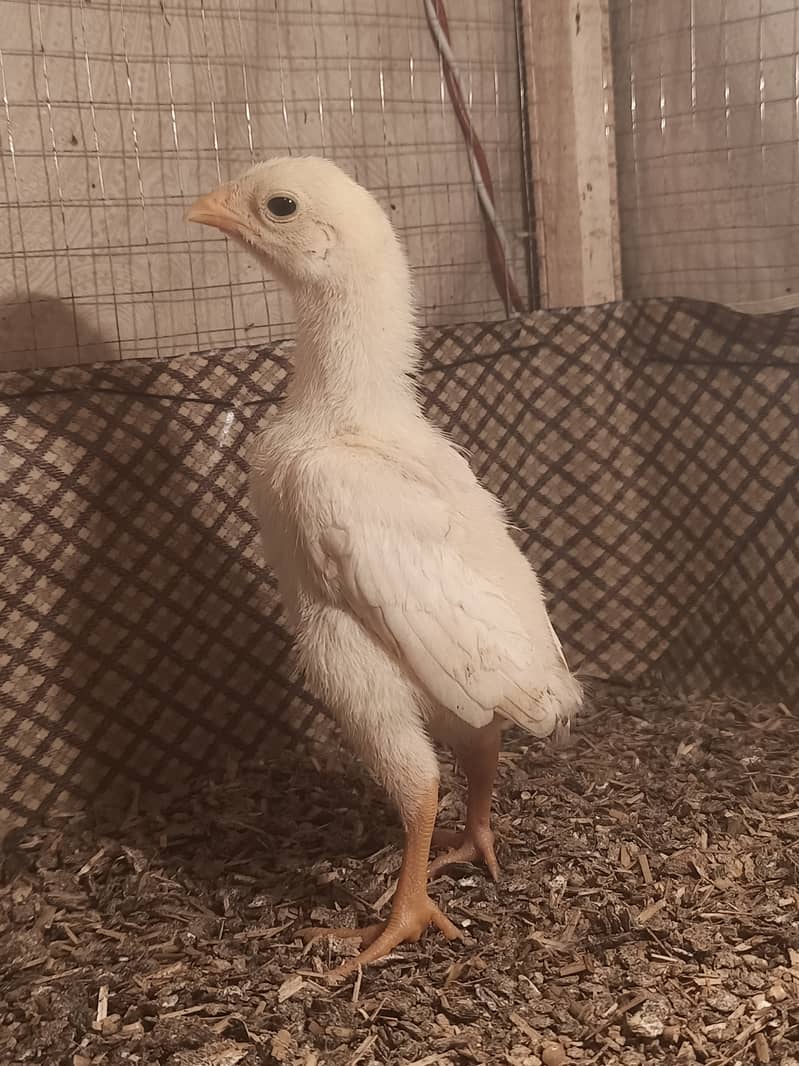 White o shamo / hens / male / chicks / eggs/ aseel / murga 4