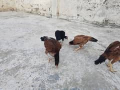 4 Mughiaa 1 Murgha 1 cage for urgent sale