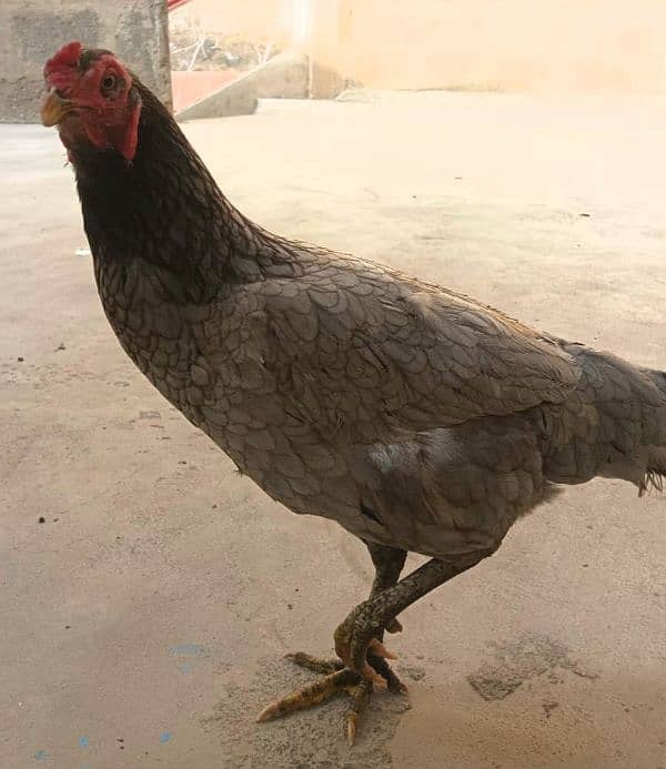 Female Hen 0