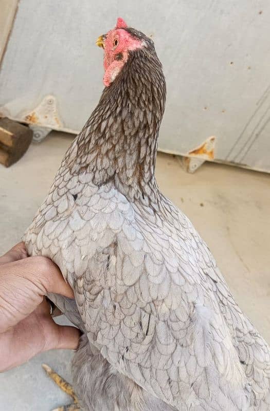 Female Hen 1