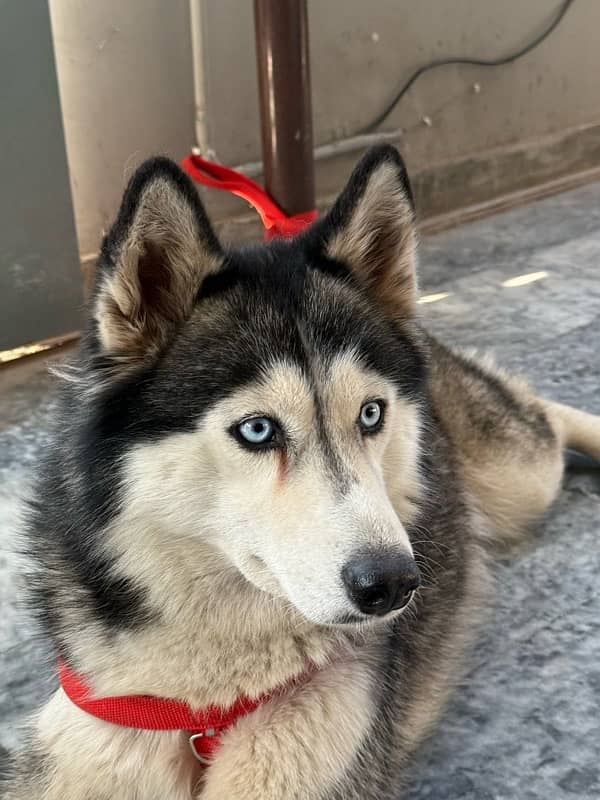 husky blue eyes female 8 months 0