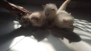 Persian kittens