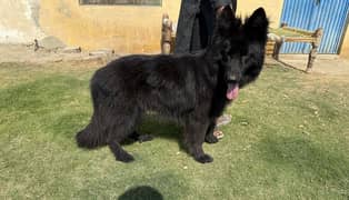 Pure Black German Shepherd (Male) – Pink Pedigree & Fully Vaccinated