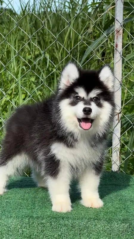 Siberianhusky puppie 3