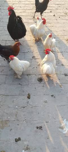 White Bentum male | Bentum hen| Aseel | egg