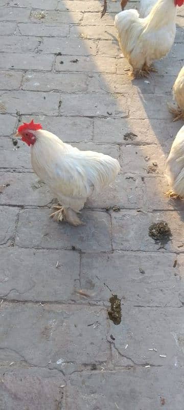 White Bentum male | Bentum hen| Aseel | egg 2