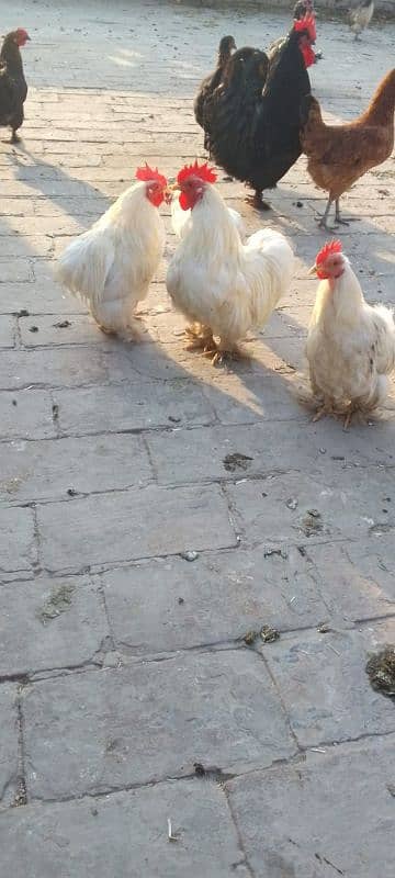 White Bentum male | Bentum hen| Aseel | egg 3