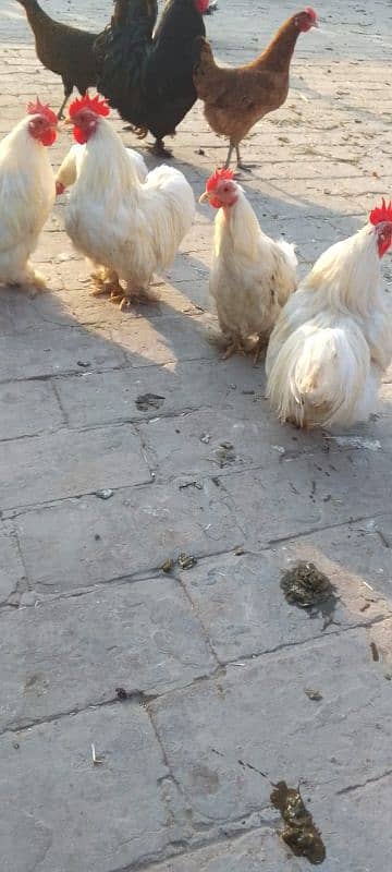 White Bentum male | Bentum hen| Aseel | egg 4