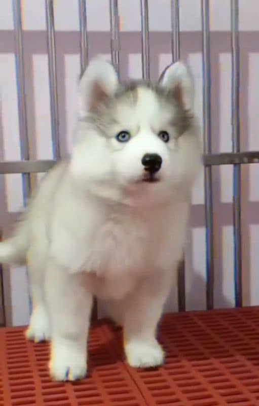 Siberianhusky puppie 0