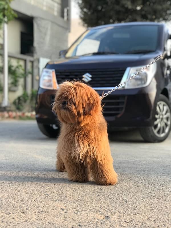 Maltese Original Breed. Rare Look + Toy Dog. 2