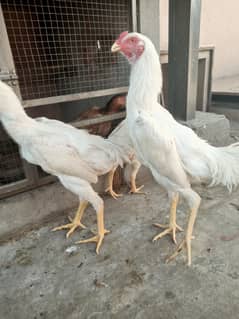 White o shamo male / chicks / hen's / shamo / male / aseel / murga