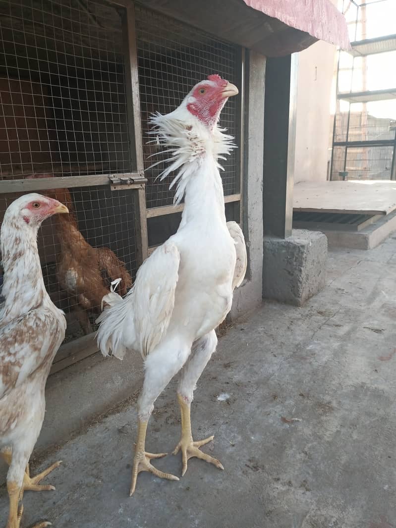 White o shamo male / chicks / hen's / shamo / male / aseel / murga 3