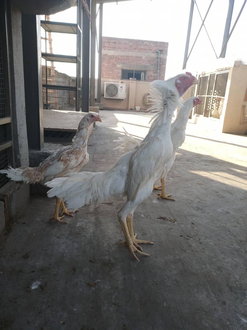 White o shamo male / chicks / hen's / shamo / male / aseel / murga 4