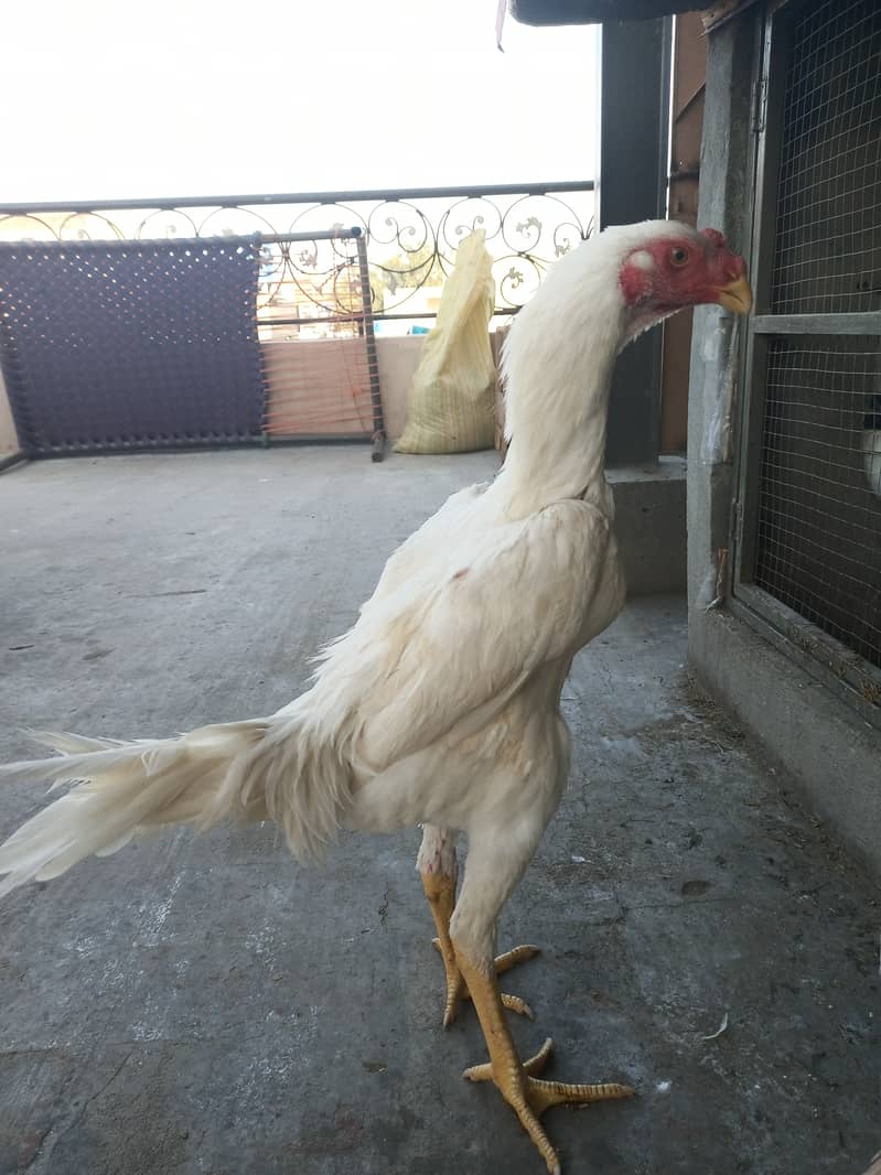 White o shamo male / chicks / hen's / shamo / male / aseel / murga 5