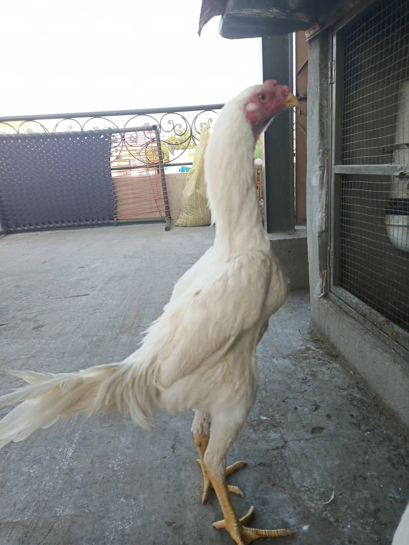 White o shamo male / chicks / hen's / shamo / male / aseel / murga 6