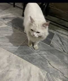 Persian cat