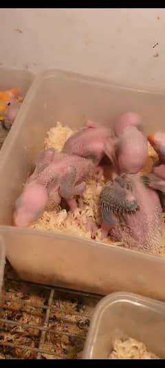 raw parrot chicks