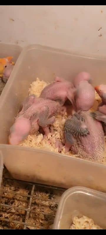 raw parrot chicks 0