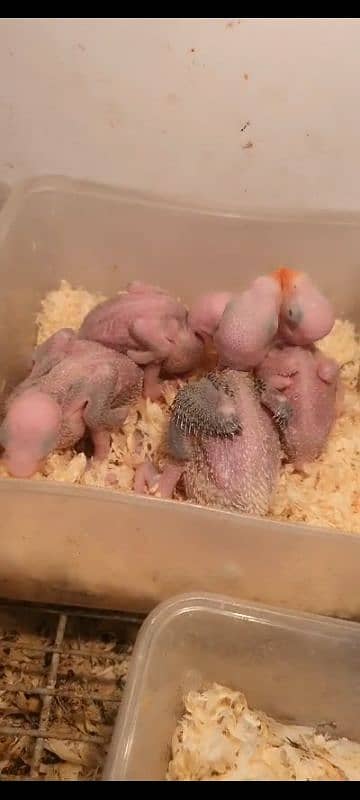 raw parrot chicks 1