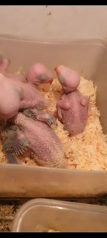 raw parrot chicks 2