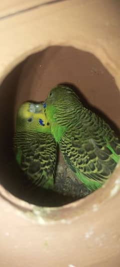 Budgies breader pair