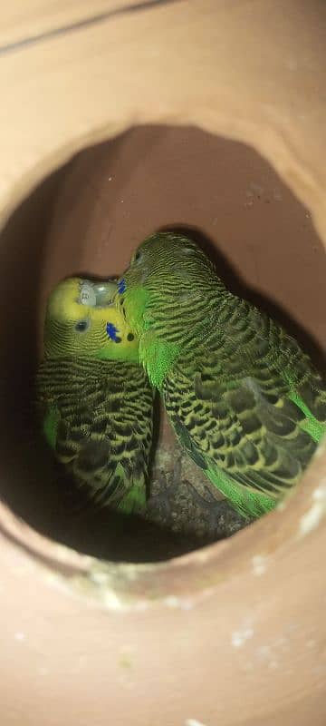 Budgies breader pair 0