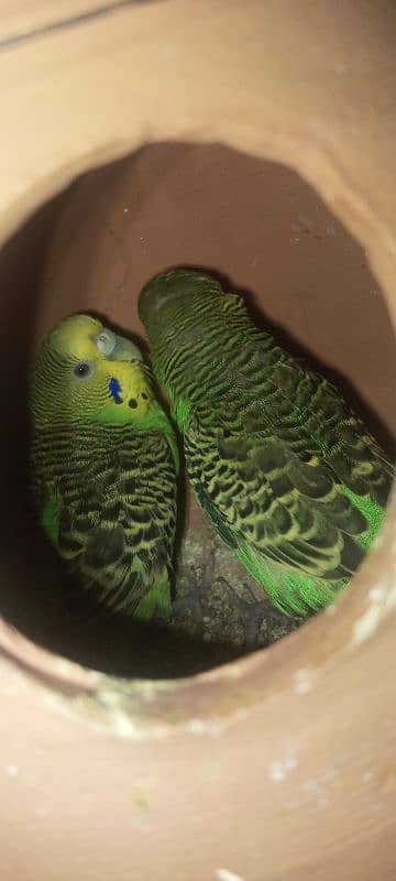 Budgies breader pair 1