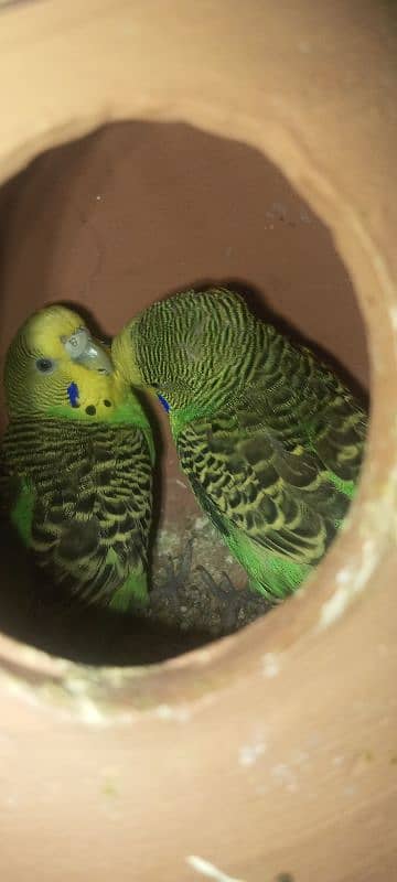 Budgies breader pair 2