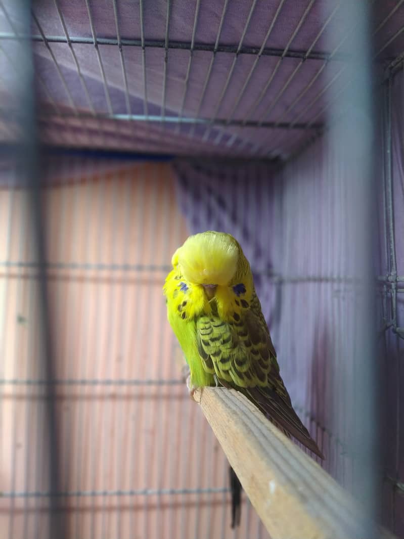 exibition budgies 7