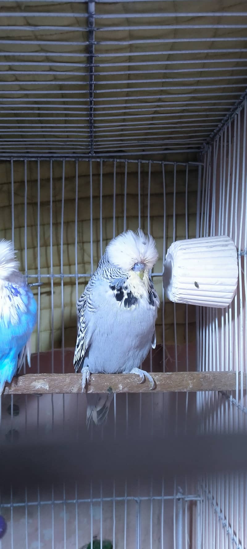 exibition budgies 11