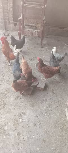 7 hens 9800 1 cock 2000