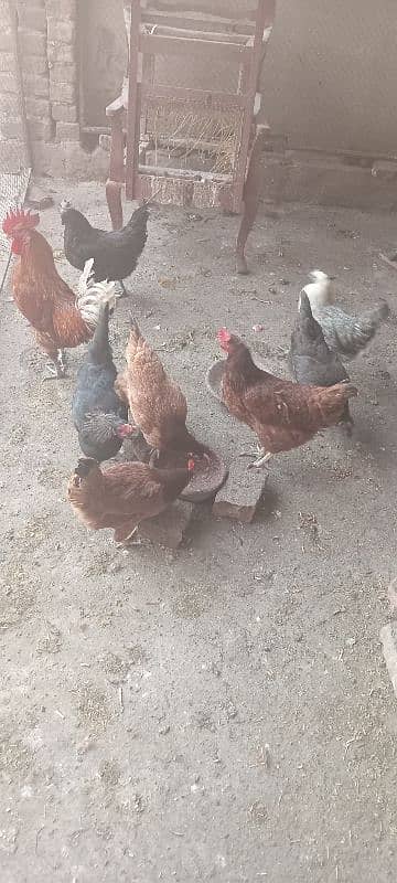 7 hens 9800 1 cock 2000 0