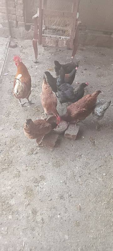 7 hens 9800 1 cock 2000 2