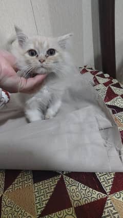 Persian black and brown kittens