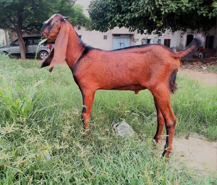 Nagra khasi bakra 0