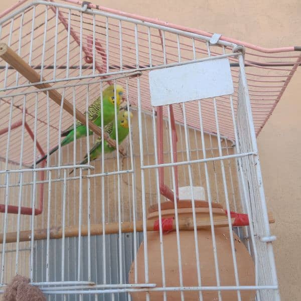 australian parrots green 0