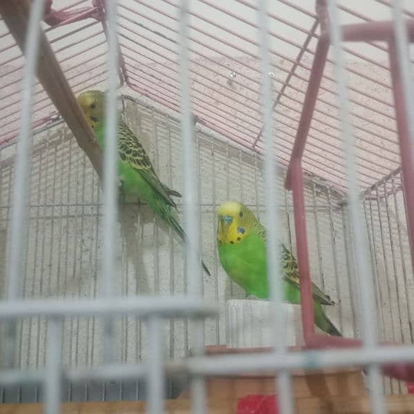 australian parrots green 3