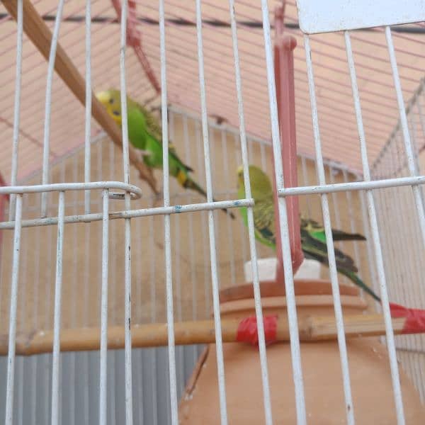 australian parrots green 4