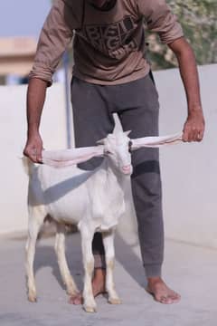 Gulabi Goats 1 male 1 female  Age 4 months both