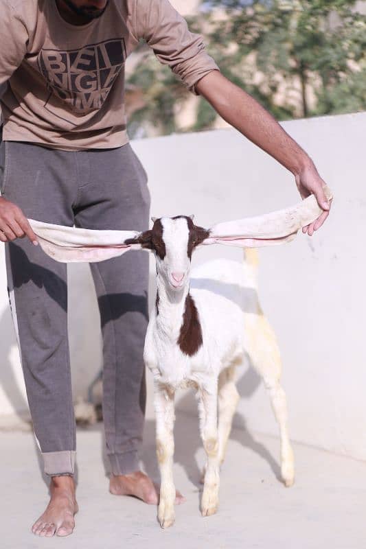 Gulabi Goats 1 male 1 female  Age 4 months both 1