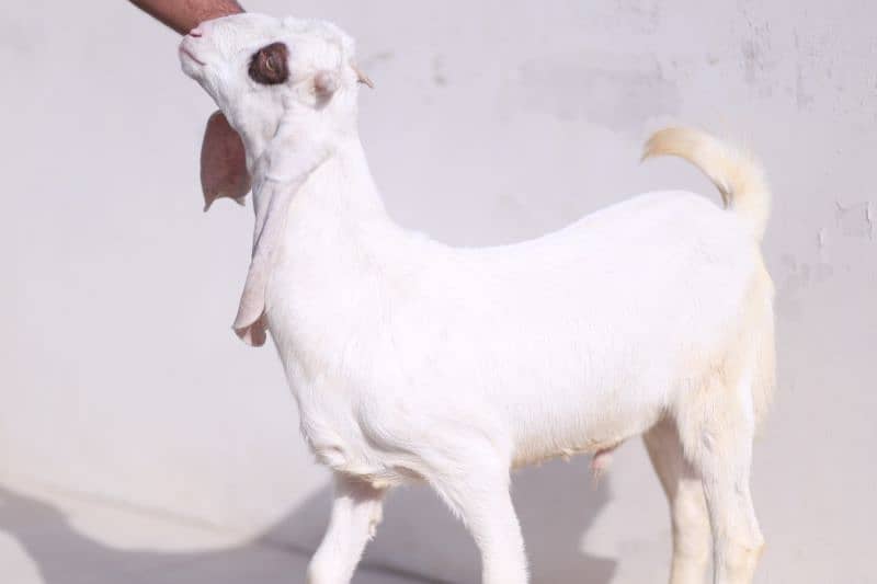 Gulabi Goats 1 male 1 female  Age 4 months both 2