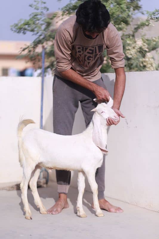 Gulabi Goats 1 male 1 female  Age 4 months both 3