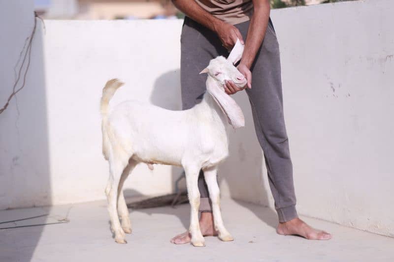 Gulabi Goats 1 male 1 female  Age 4 months both 4