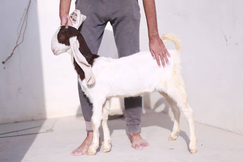 Gulabi Goats 1 male 1 female  Age 4 months both 5