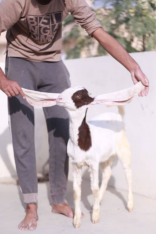 Gulabi Goats 1 male 1 female  Age 4 months both 6