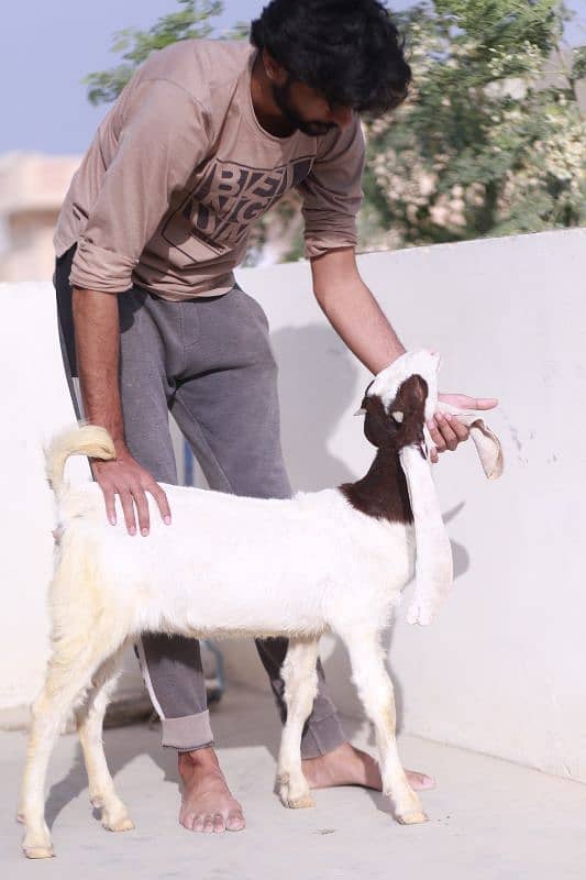 Gulabi Goats 1 male 1 female  Age 4 months both 7