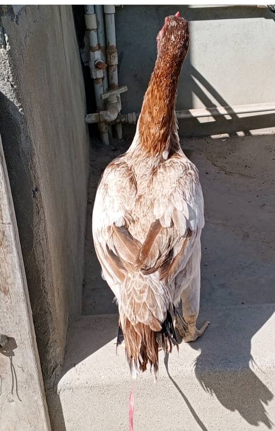 female khubsurat mianwali 2